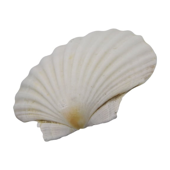 RUISINERY Large White Scallops Shells for Painting and Beach Wedding Decors Natural White Seashells 3-5 Inches