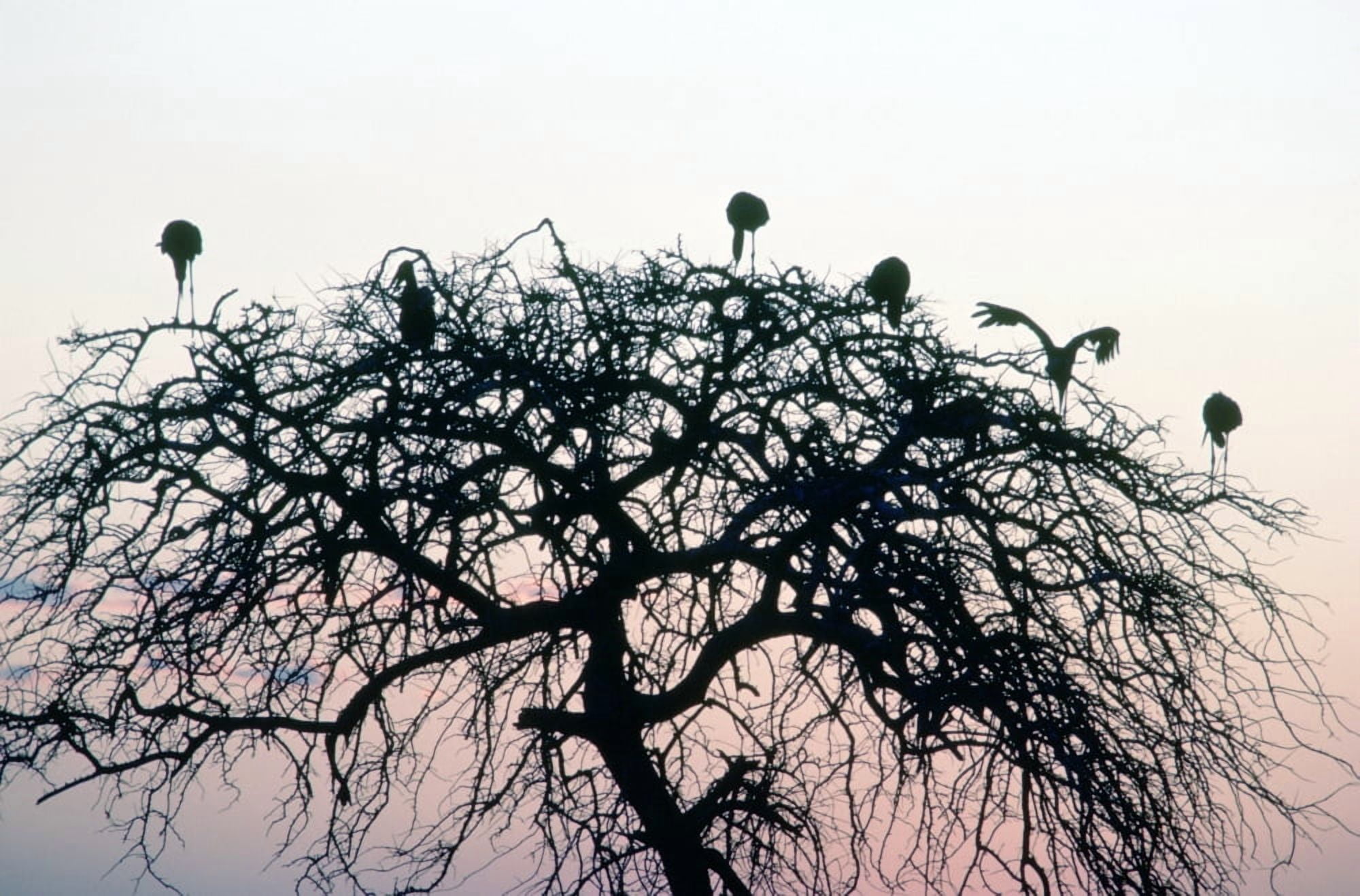 RWatts Fl 10272 Kenya Tsavo Natl Park Marabou Storks In Acacia Tree Canvas Art - Ron Watts Design Pics (34 x 22)