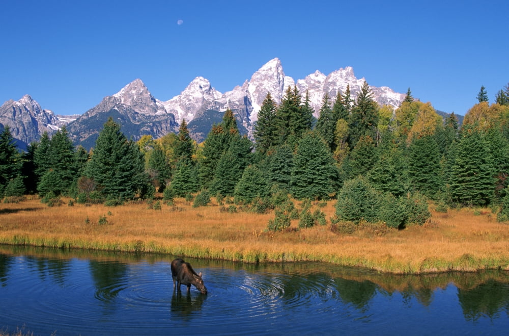 RWatts Grand Teton Natl Park Snake River Cow Moose Feeding Wyoming Canvas Art - Ron Watts Design Pics (17 x 11)
