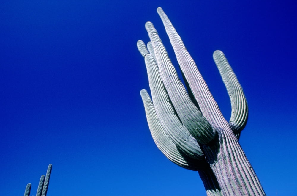 RWatts Saguaro Cactus At Catalina State Park Az Canvas Art - Ron Watts Design Pics (34 x 22)