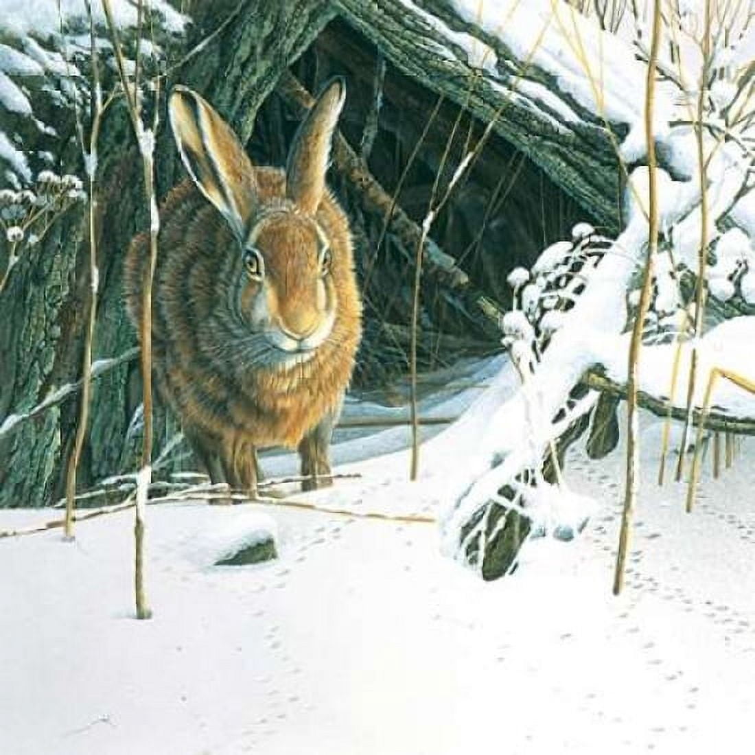 Rabbit Canvas Art - Jan Weenink (24 x 24)