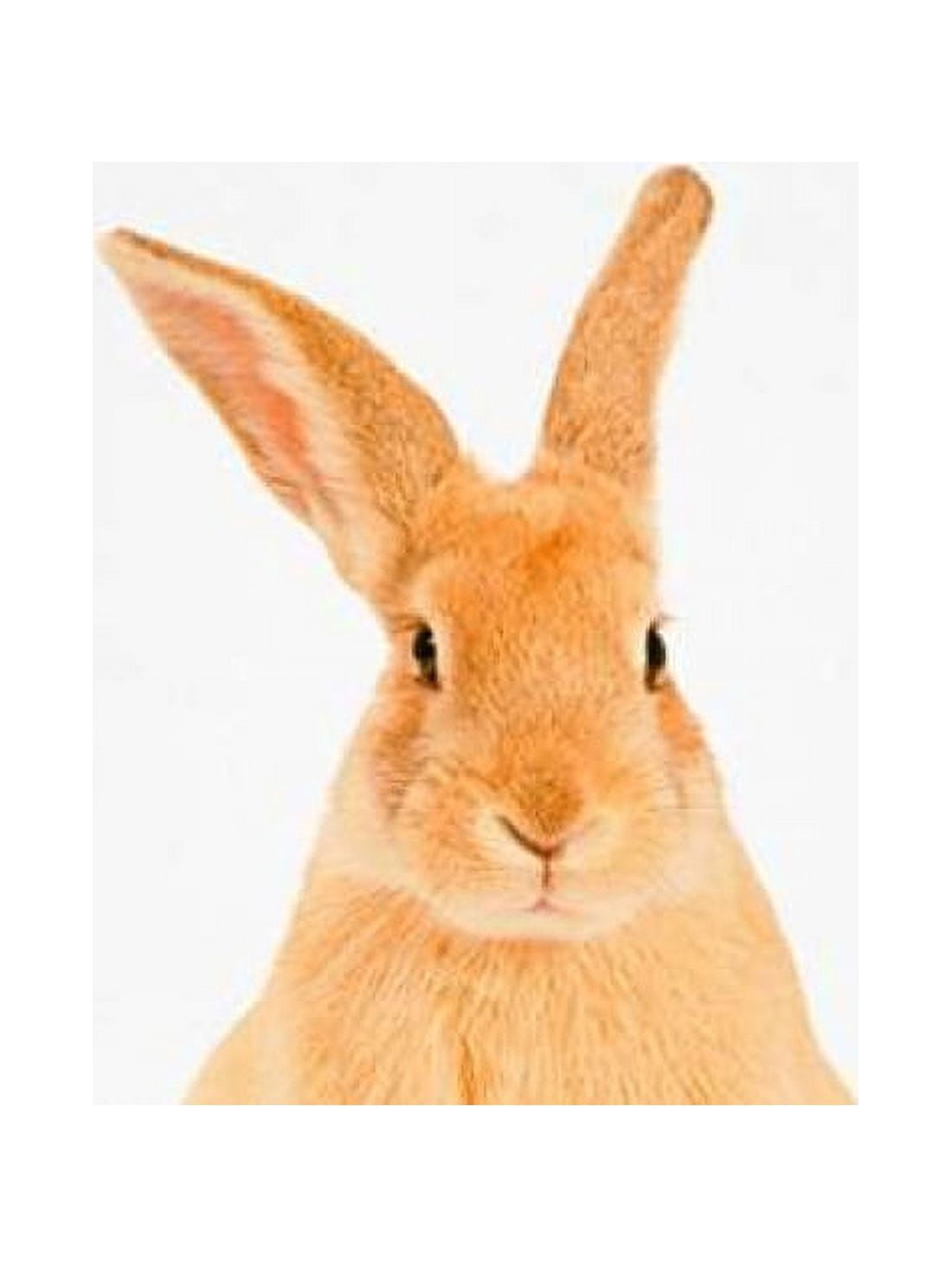 Rabbit Canvas Art - Tai Prints (18 x 24)