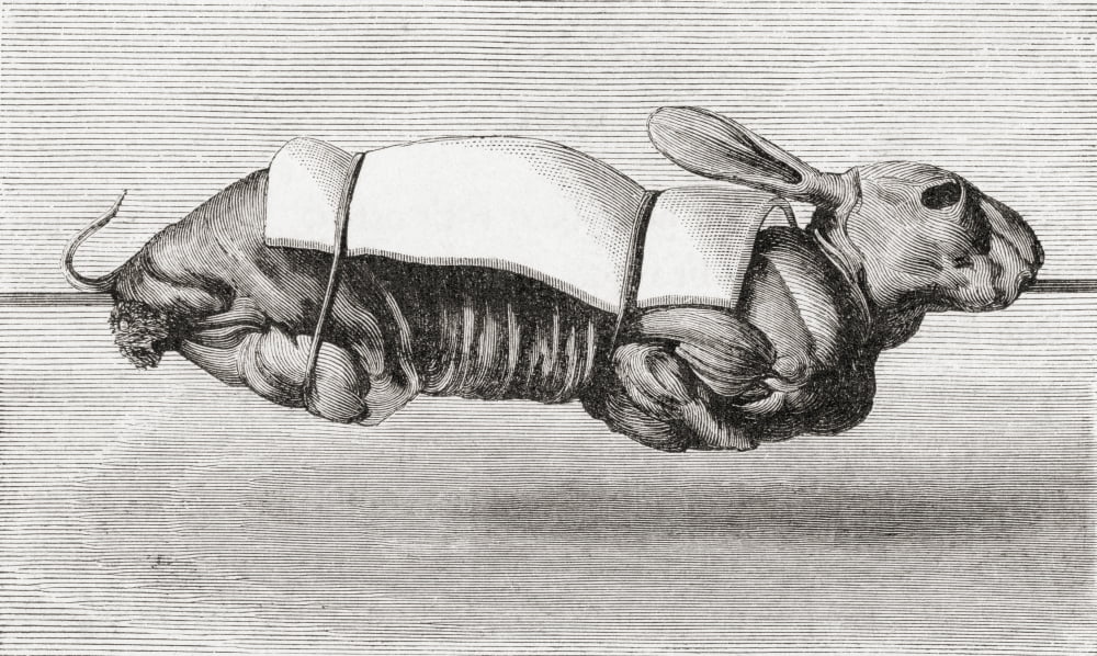 Rabbit Dressed And Prepared For Spit Roasting From A 19Th Century Print Canvas Art - Ken Welsh Design Pics (40 x 24)