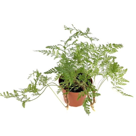 Rabbit Foot Fern Live Potted Houseplant, 4" Pot