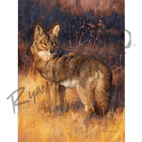 "Rabbit Rustler" Coyote Hunting Canvas Art Print