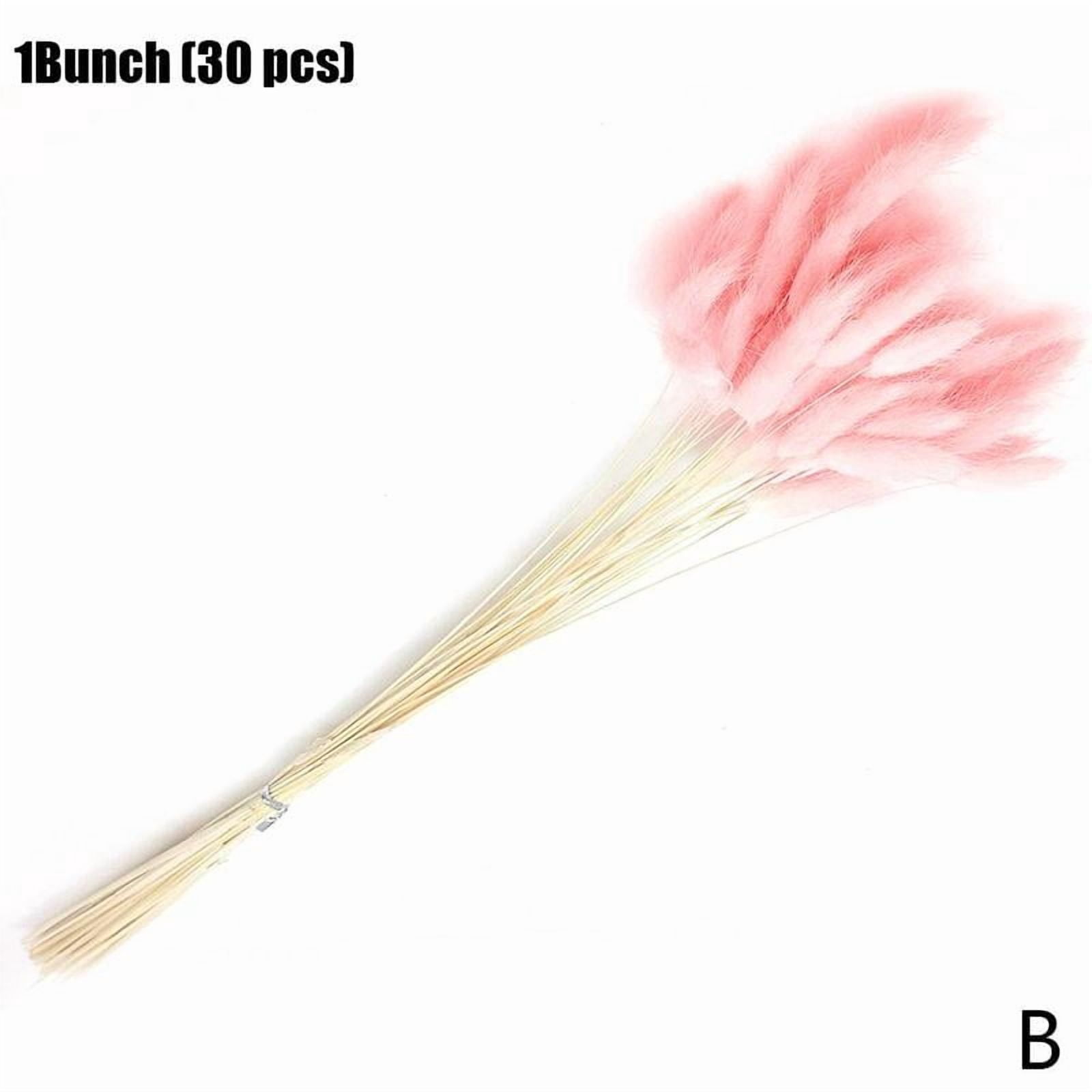 Rabbit Tail Grass Bunny Tails Dried Flowers Lagurus Ovatus NEW Plant ...