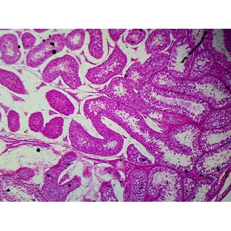 Rabbit Testis; Section by Go Science Crazy