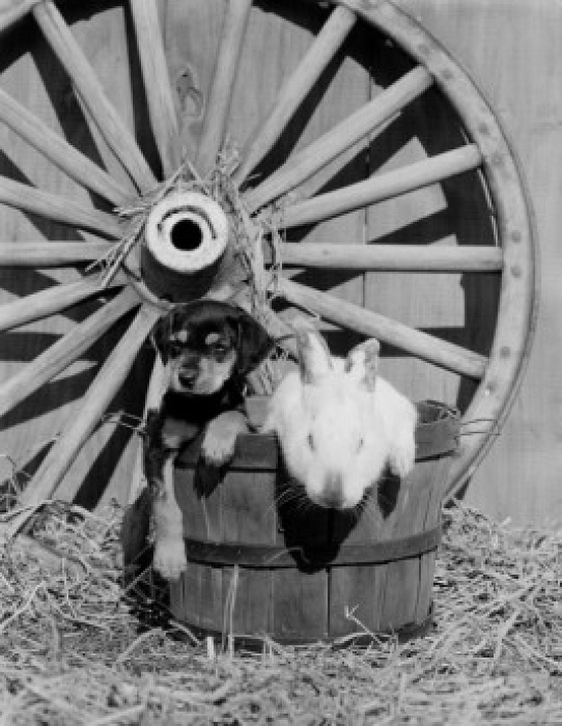 Rabbit and puppy in basket Canvas Art - (24 x 36)