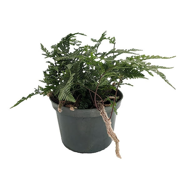Rabbit's Foot Fern - 6" Pot