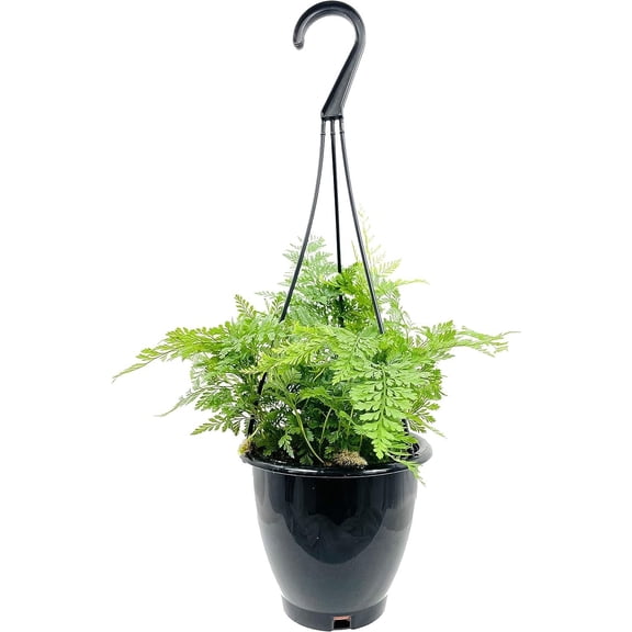 Rabbit's Foot Fern Hanging Basket - Live Plant in a 4 Inch Hanging Pot - Davallia Tyermani - Extremely Rare and Exotic Ferns from Florida