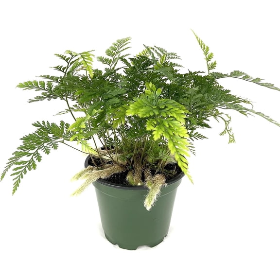 Rabbit's Foot Fern - Live Plant in a 4 Inch Pot - Davallia Tyermani - Extremely Rare and Exotic Ferns from Florida