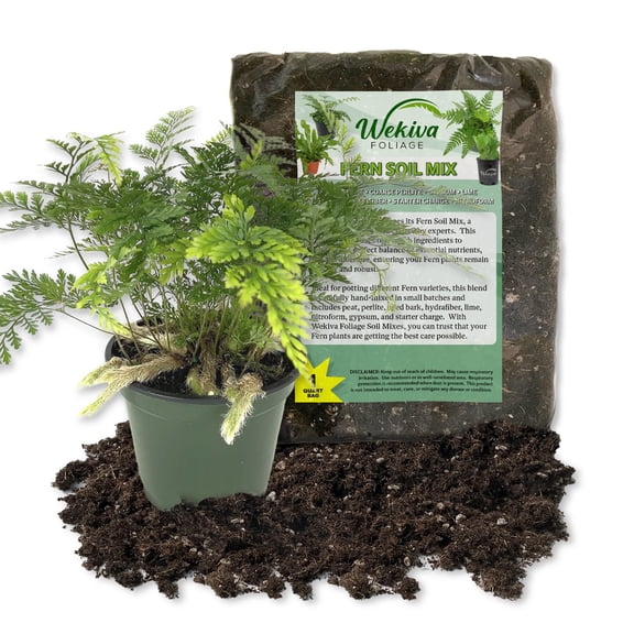 Rabbit's Foot Fern and Soil Mix Combo - Live Plant in a 4 Inch Pot with 1 Quart Fern Soil Mix - Davallia Tyermani with Custom Soil Blend