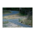 thumbnail image 1 of Rabbit’s Verdant Hunger in Oaks Bottom - Portland Oregon Photography Wildlife Woodland Nature Rural Scenic Landscape Unframed Wall Art Print 24 x 36 inches, 1 of 7