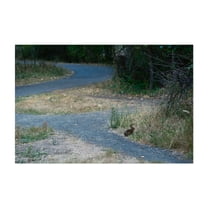 Rabbit’s Verdant Hunger in Oaks Bottom - Portland Oregon Photography Wildlife Woodland Nature Rural Scenic Landscape Unframed Wall Art Print 4 x 6 inches