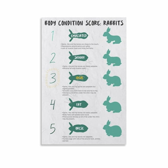 Rabbits Body Condition Score Chart Poster (2) Canvas Painting Wall Art