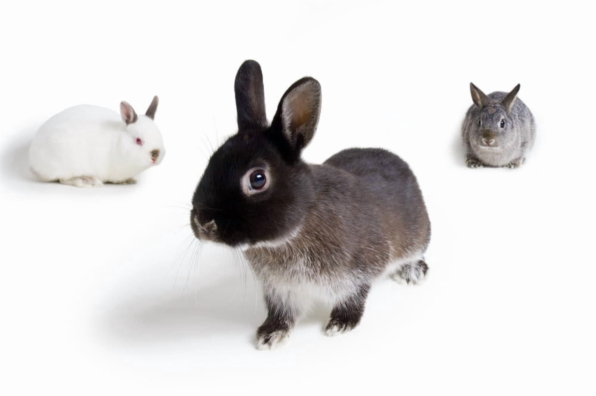 Rabbits Canvas Art - Corey Hochachka Design Pics (17 x 11)