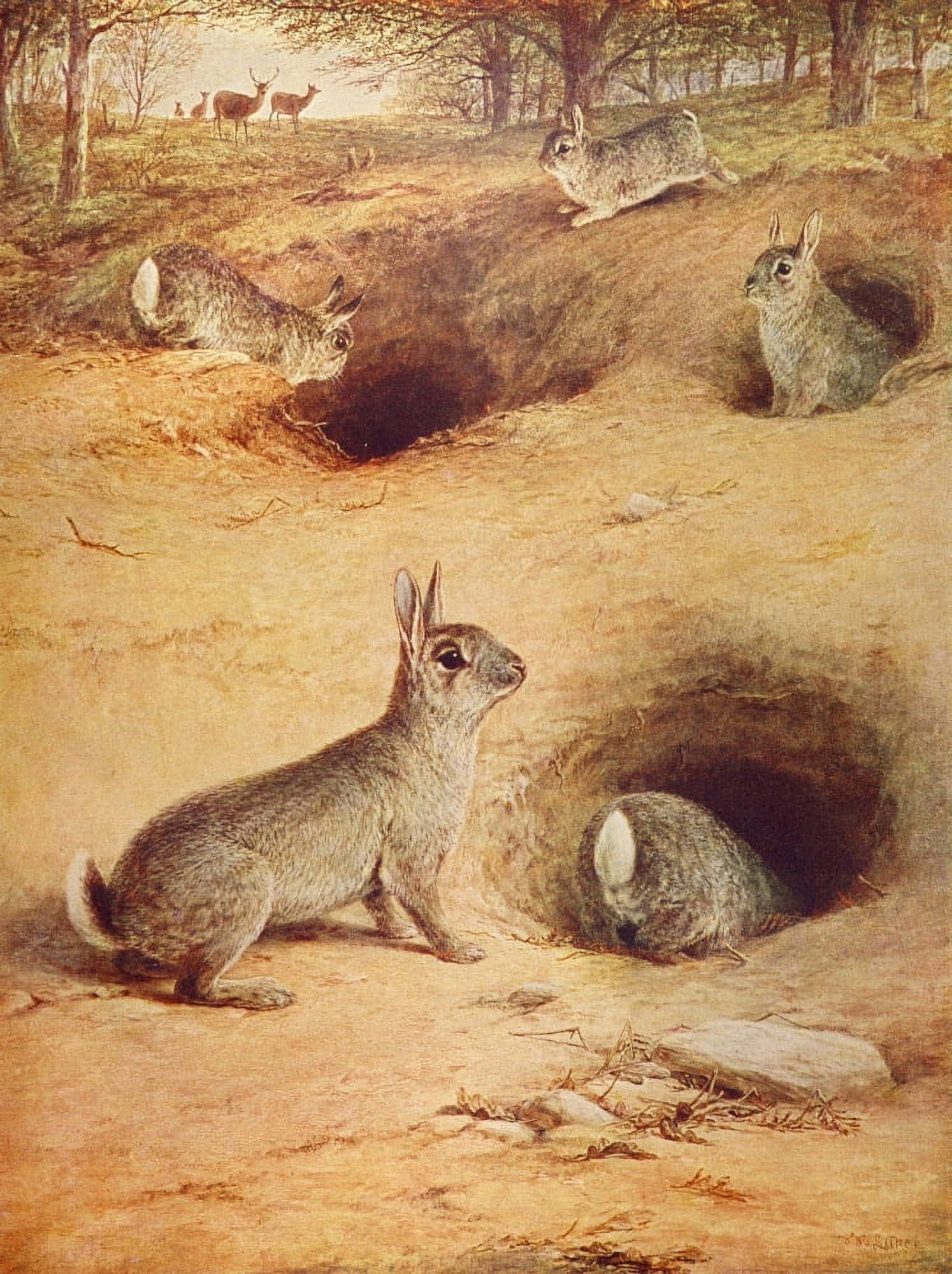 Rabbits Canvas Art - Luker William (24 x 36)