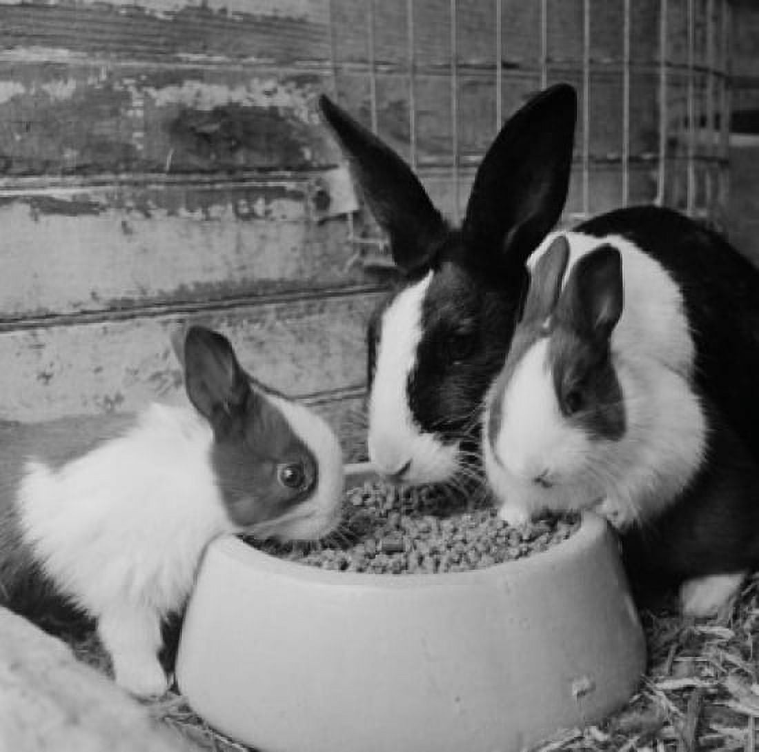 Rabbits eating together from bowl Canvas Art - (18 x 24)