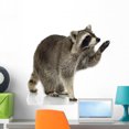 thumbnail image 1 of Raccoon 9 Months Procyon Wall Decal by Wallmonkeys Peel and Stick Graphic (24 in W x 23 in H) WM213774, 1 of 4