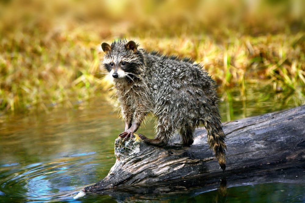Raccoon After A Swim Canvas Art - Richard Wear Design Pics (17 x 11)