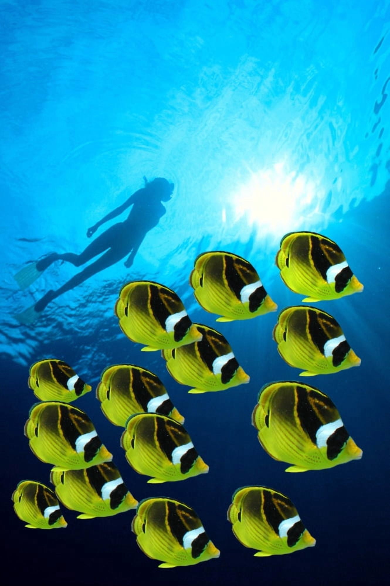 Raccoon Butterflyfish school foreground woman snorkeler silhouetted surface sunburst Canvas Art - Jody Watt Design Pics (12 x 19)
