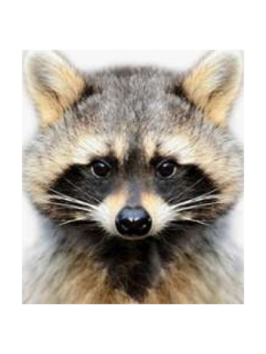 Raccoon Canvas Art - Tai Prints (18 x 24)