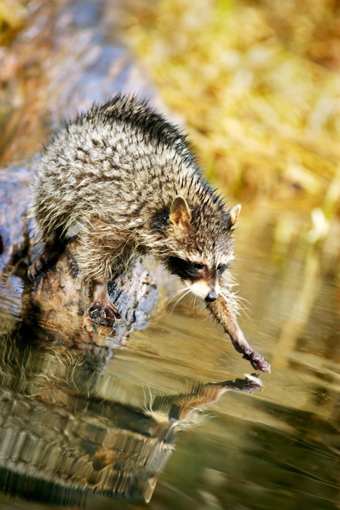 Raccoon Fishing Canvas Art - Richard Wear Design Pics (11 x 17)