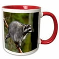 thumbnail image 1 of Raccoon, Procyon lotor, in tree, western, Washington State, USA 11oz Two-Tone Red Mug mug-260482-5, 1 of 3