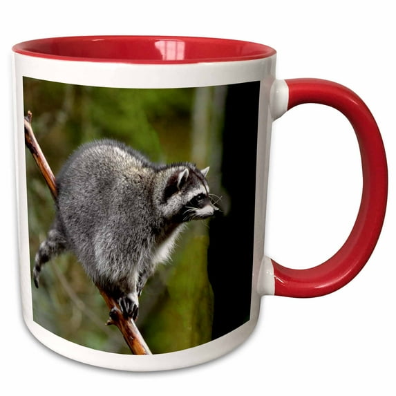 Raccoon, Procyon lotor, in tree, western, Washington State, USA 11oz Two-Tone Red Mug mug-260482-5
