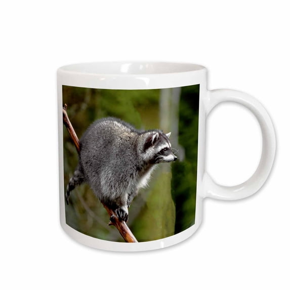 Raccoon, Procyon lotor, in tree, western, Washington State, USA 15oz Mug mug-260482-2