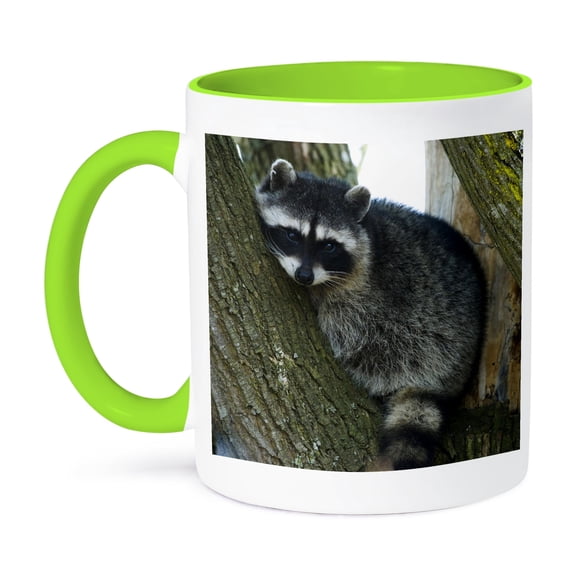 3dRose, Raccoon, Skagit Valley, Washington, USA - US48 AWO0041 - Art Wolfe, 11oz Two-Tone Green Mug