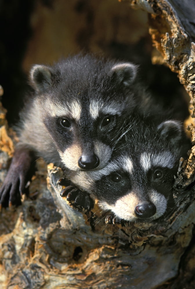 Raccoon Young (Procyon Lotor) In Tree Hollow Spring Rocky Mountains Canvas Art - Thomas Kitchin & Victoria Hurst Design Pics (11 x 17)