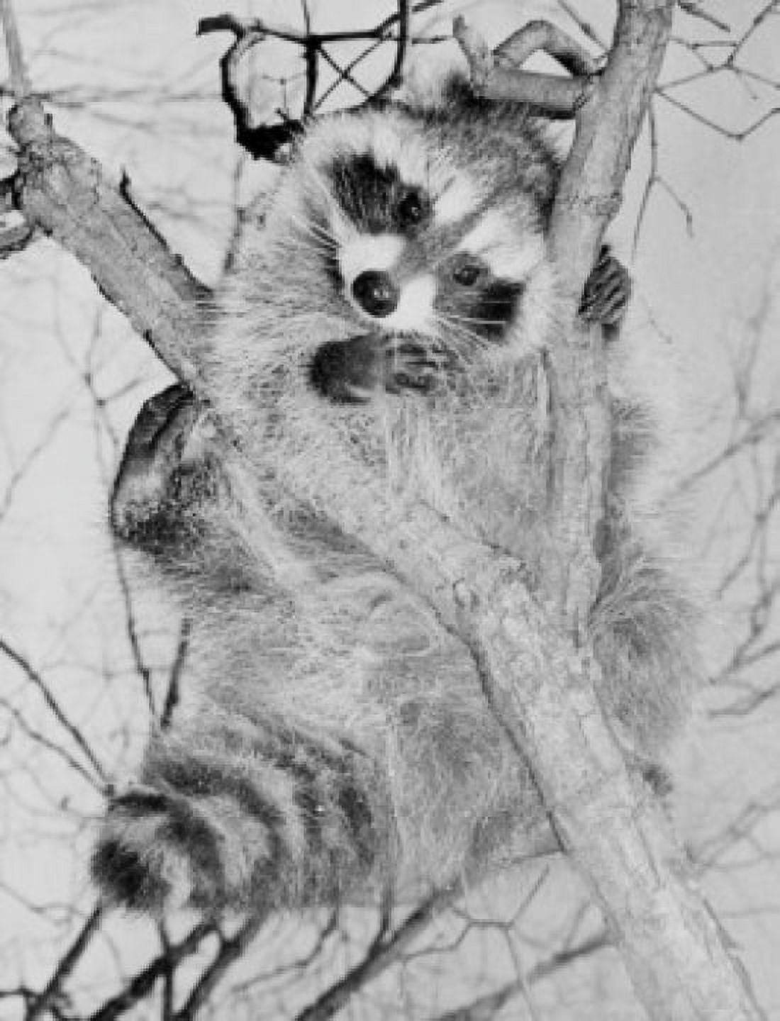 Raccoon in tree Canvas Art - (24 x 36)