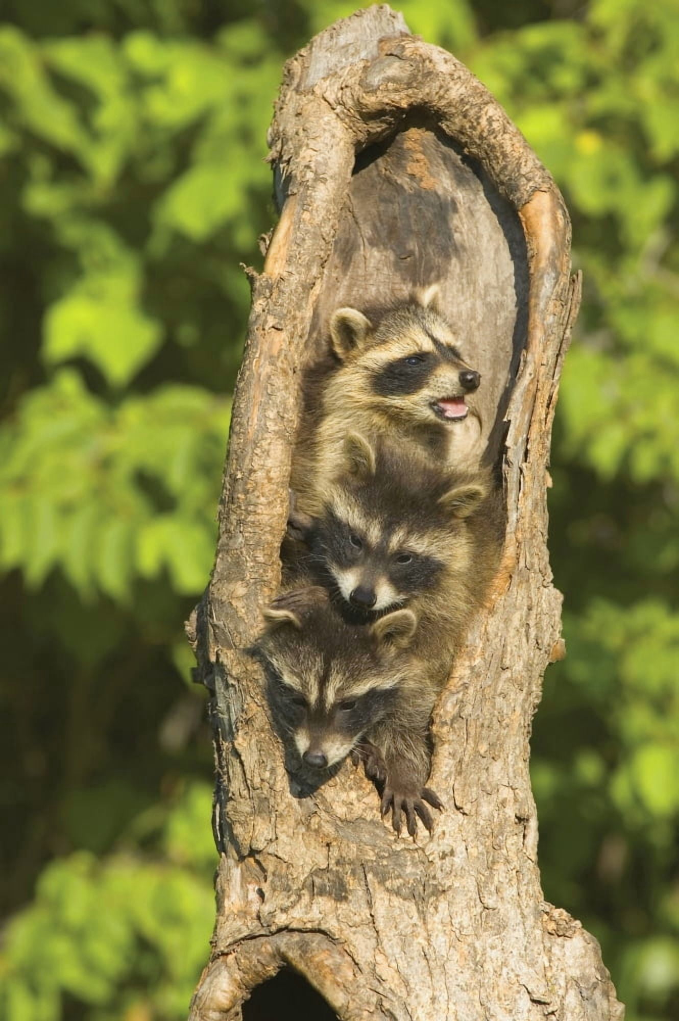 Raccoons In A Tree Canvas Art - John Pitcher  Design Pics (22 x 34)