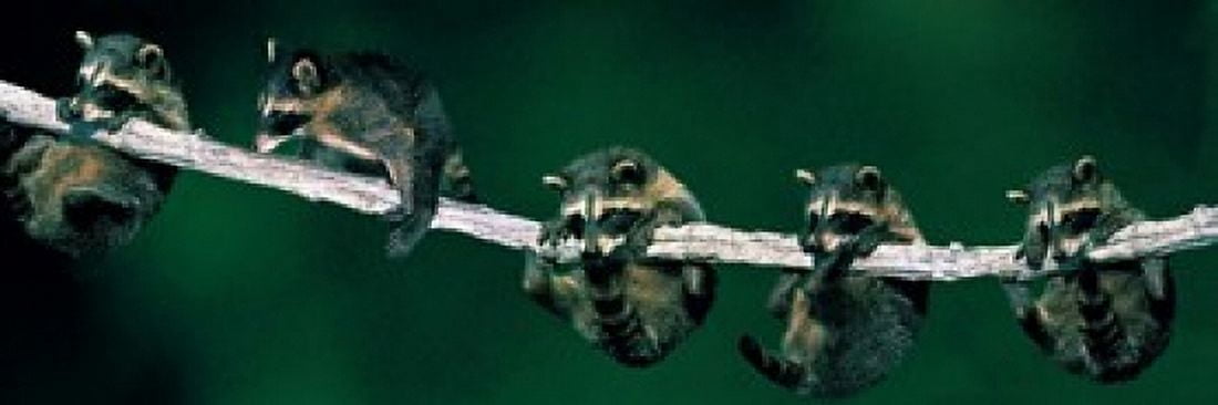 Raccoons (concept) Alberta Canada Canvas Art - Panoramic Images (18 x 6)