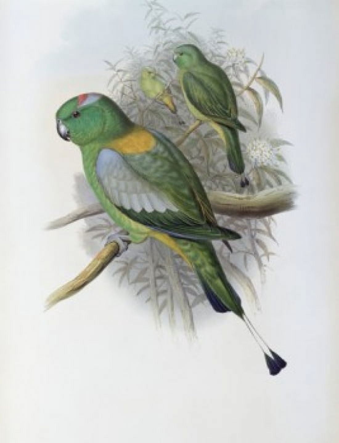 Racket-tailed Parrot John Gould (1804-1881 British) Canvas Art - John Gould (24 x 36)