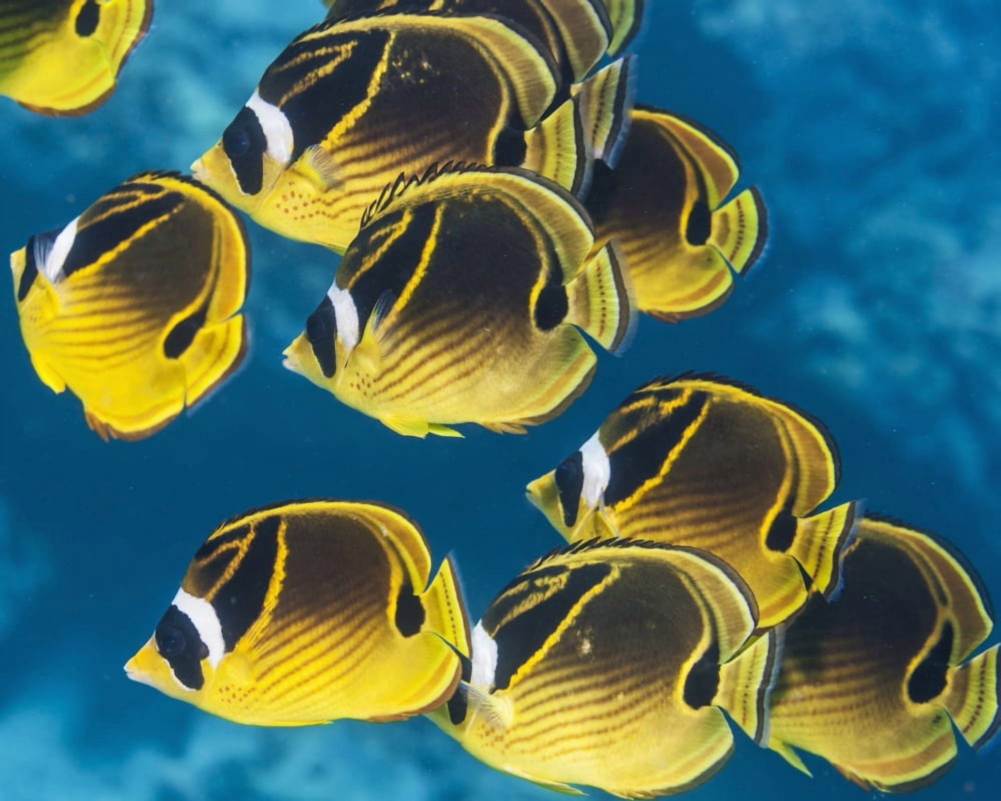 Racoon Butterflyfish (Chaetodon lunula) schooling near Kona Island of Hawaii Hawaii United States of America Canvas Art - Thomas Kline Design Pics (17 x 13)