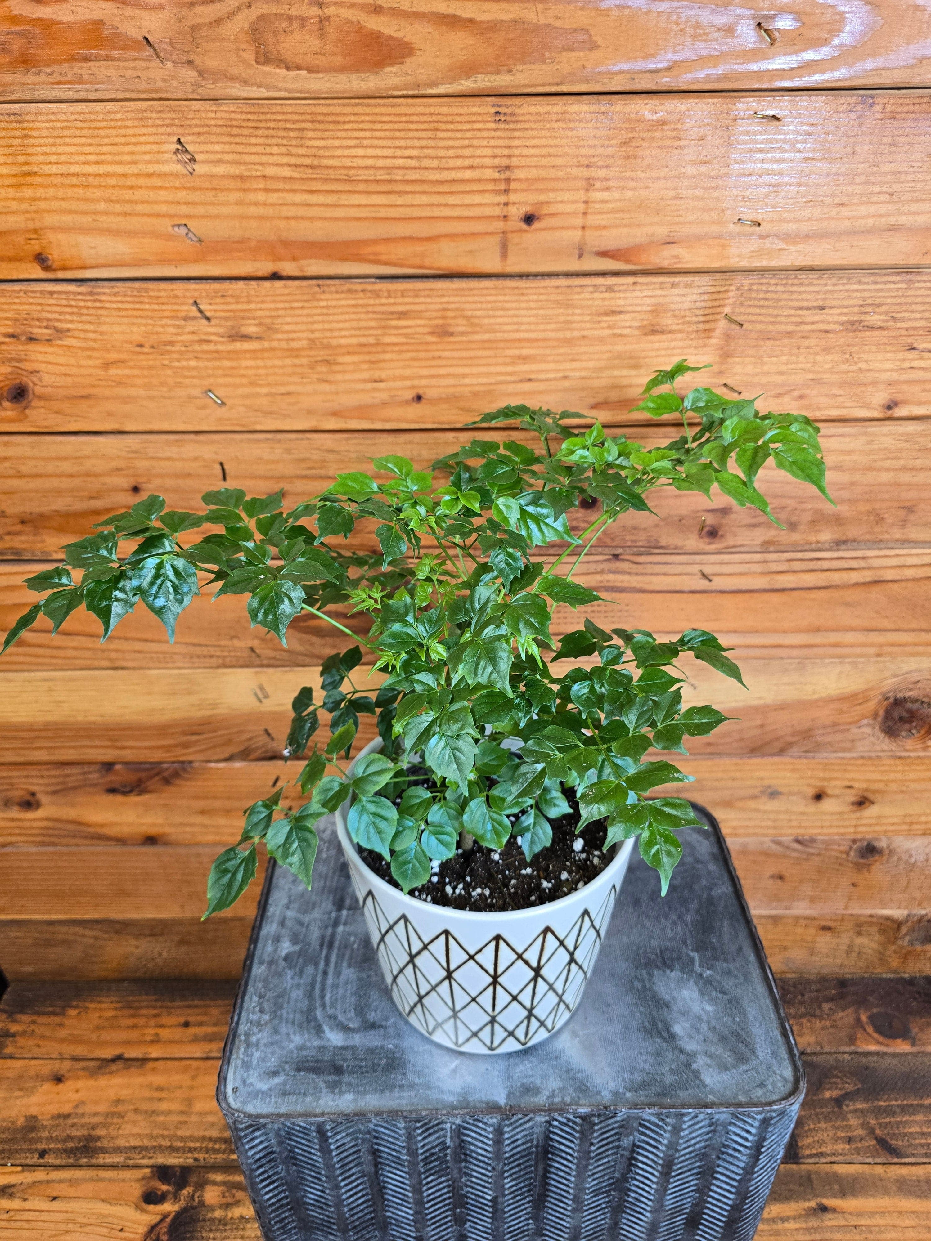 Radermachera Sinica China Doll, 6" Plant, The Plant Farm