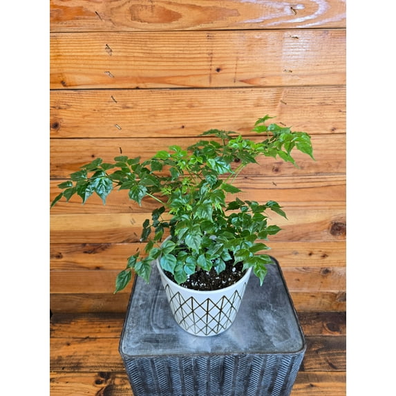 Radermachera Sinica China Doll, 6" Plant, The Plant Farm