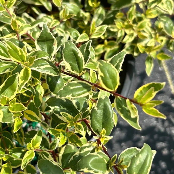 Radiance Glossy Abelia - 3 Gallon Pot, Live Semi-Evergreen Shrub, Full/Part Sun, Outdoor