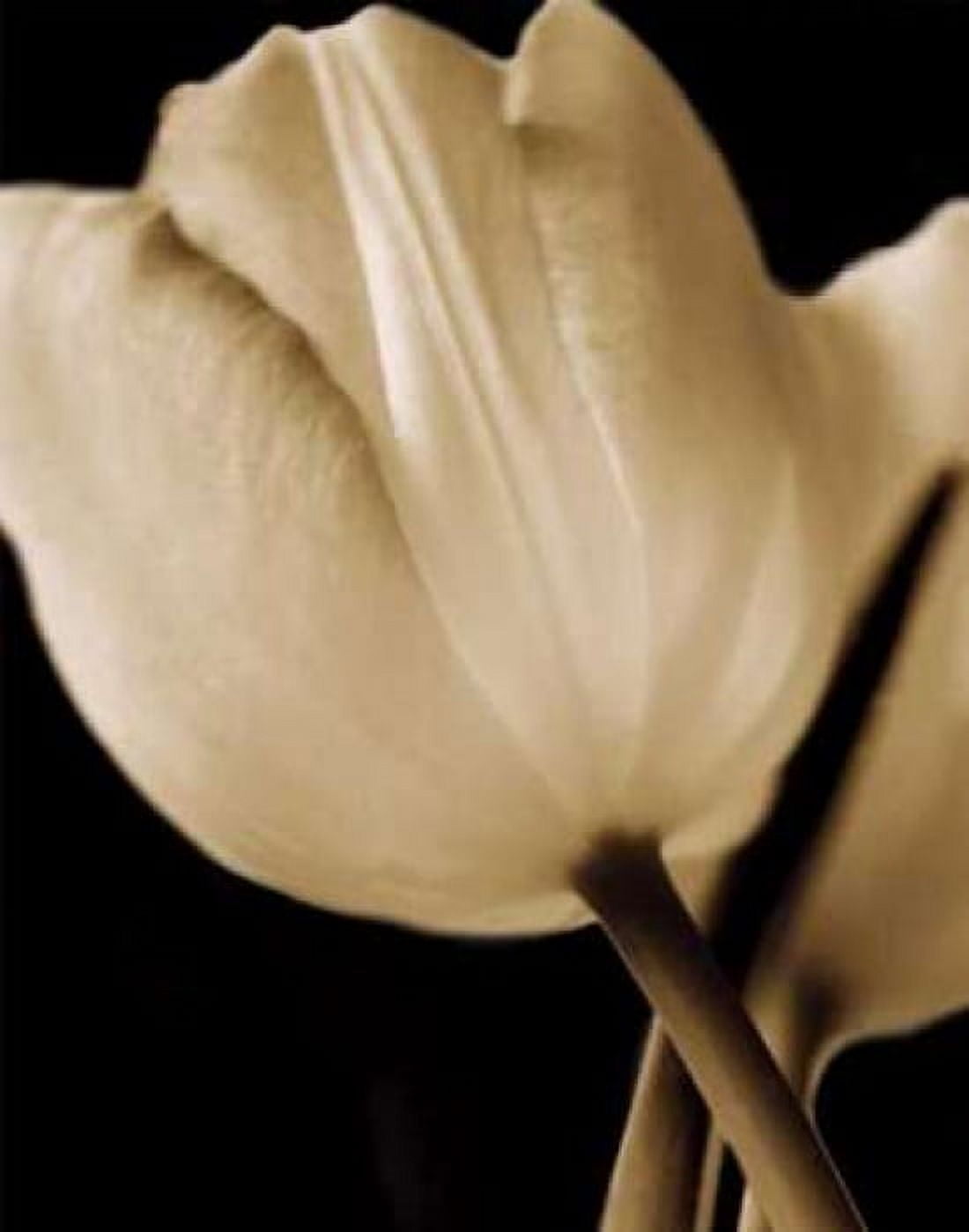 Radiance I Canvas Art - Cinzia Ryan (22 x 28)