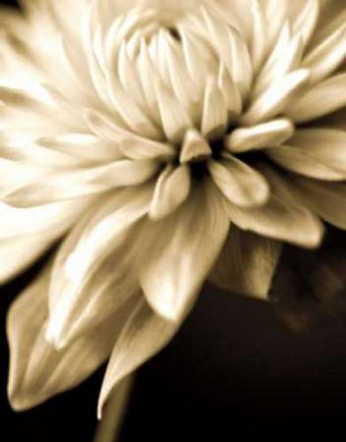 Radiance IV Canvas Art - Cinzia Ryan (22 x 28)