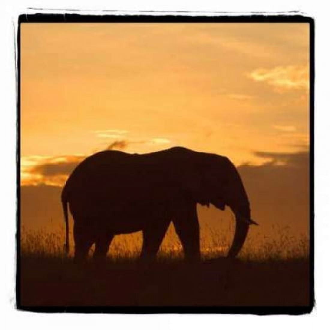 Radiant Africa II Canvas Art - Susann Parker (24 x 24)