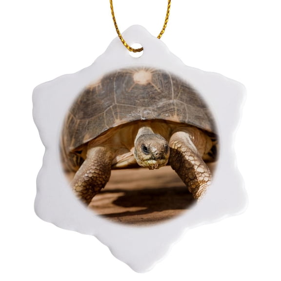 Radiated Tortoise Painted Shell, Madagascar-Af24 Jmc0000 - Joe And Mary Ann Mcdonald, 3 inch Snowflake Porcelain Ornament