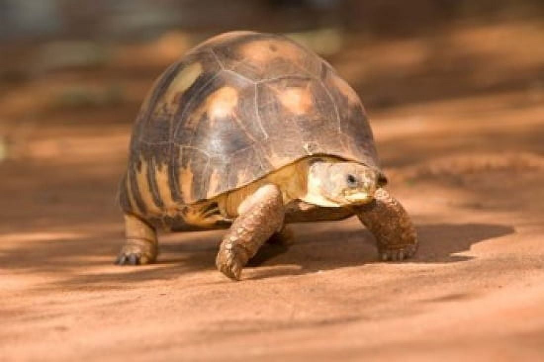 Radiated Tortoise in Sand Madagascar Canvas Art - Joe & Mary Ann McDonald DanitaDelimont (34 x 23)