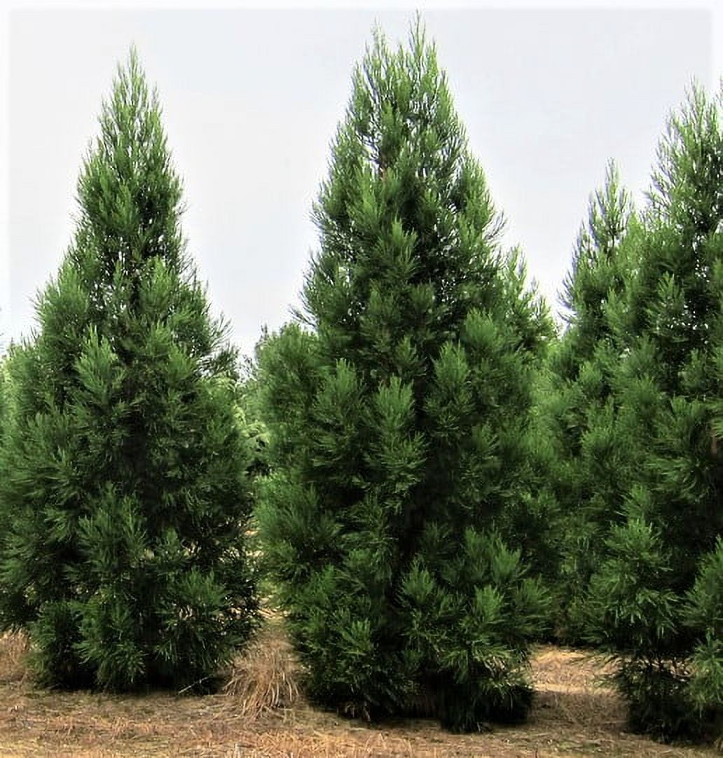 Radicans Cryptomeria ( Japanese Cedar ) - Live Plant ( 1 QT