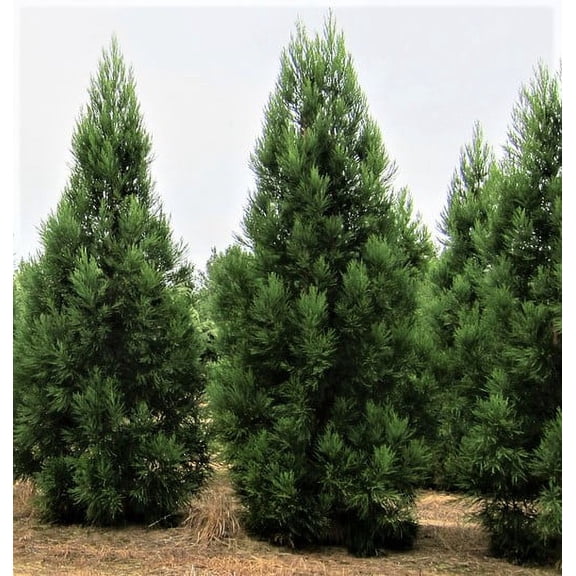Radicans Cryptomeria ( Japanese Cedar ) - Live Plant ( 1 QT ) Privacy Evergreen, Full Sun