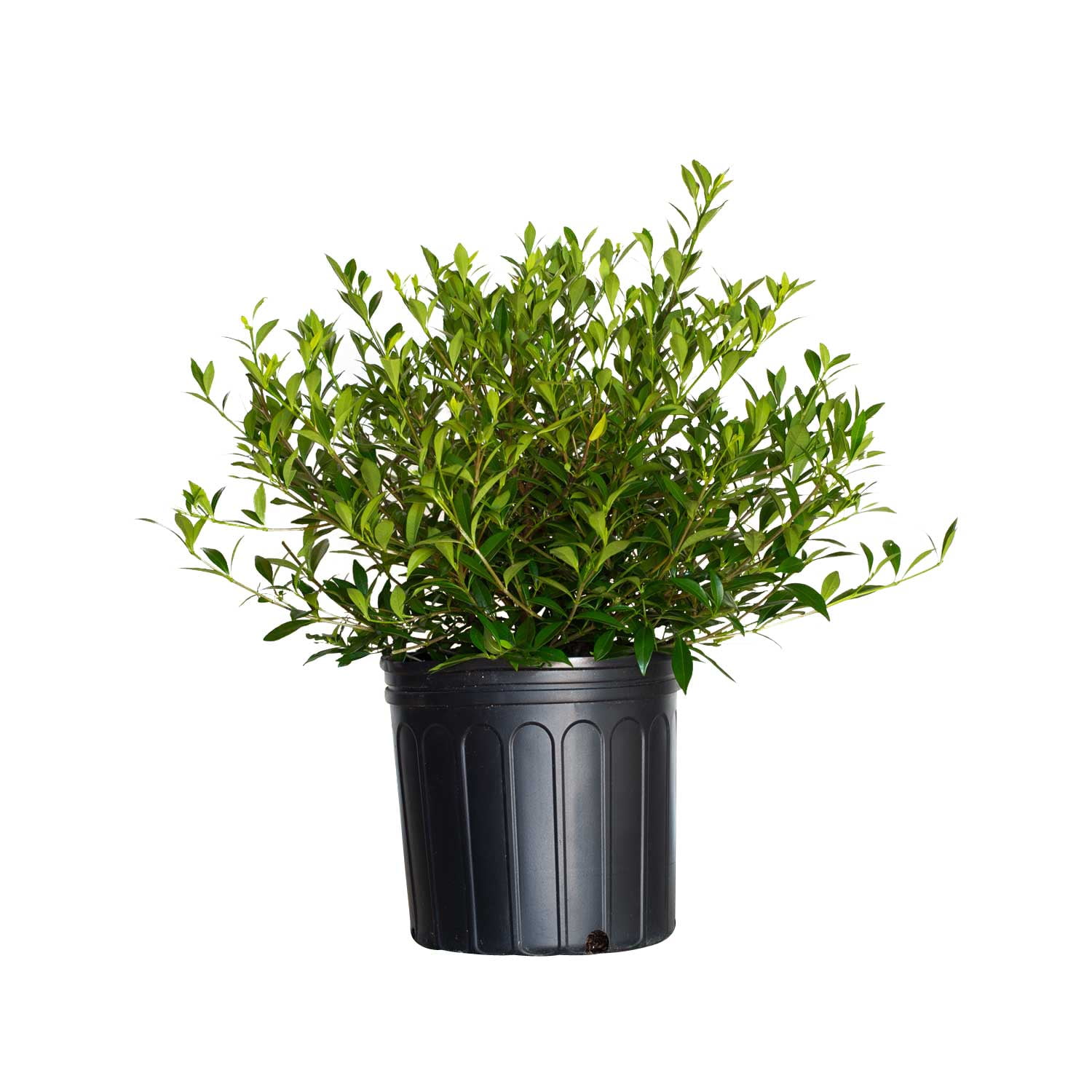 Radicans Dwarf Gardenia 'Cape Jasmine' (2.5 Gallon) Low