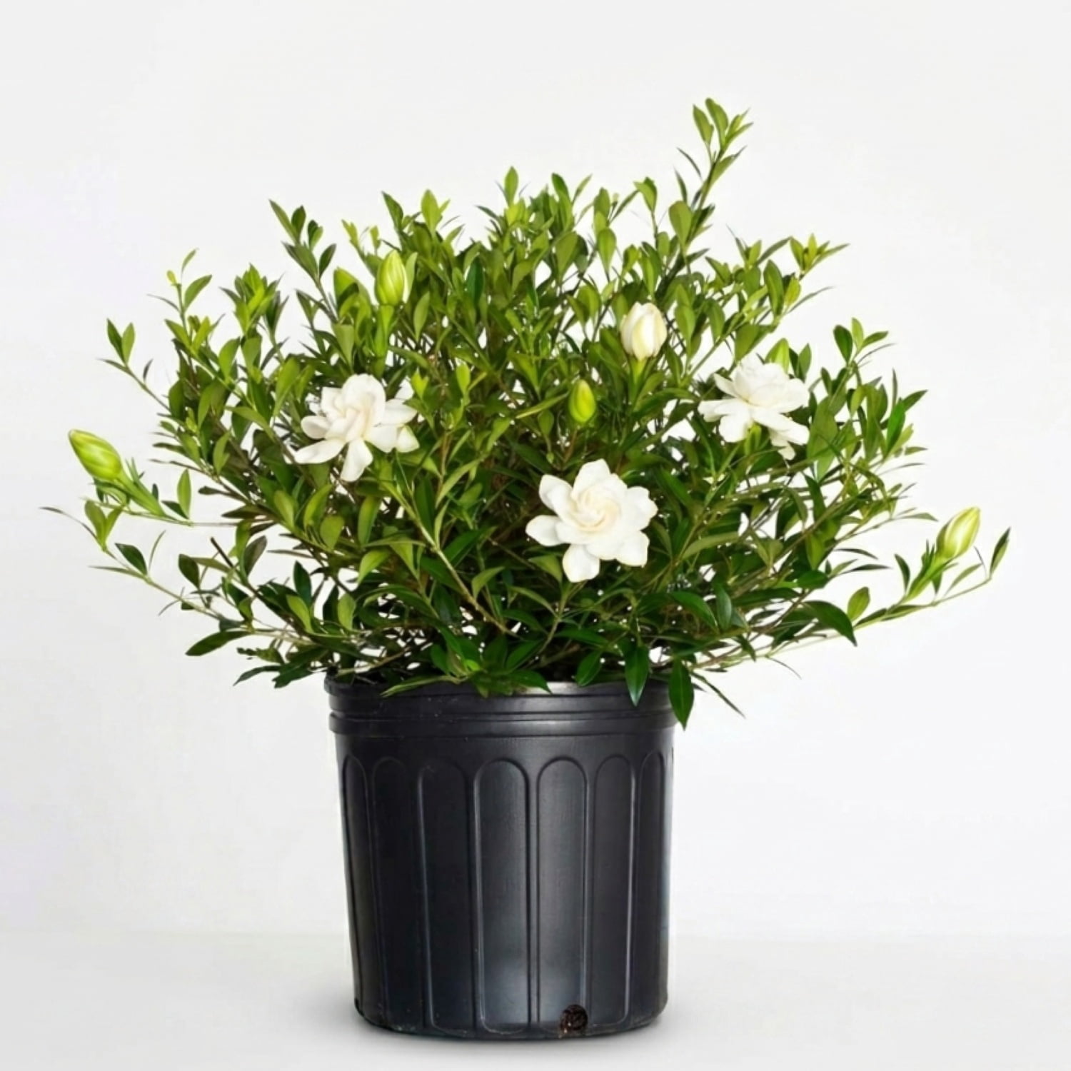 Expert Gardener Radicans Dwarf Gardenia 'Cape Jasmine' 2.5 Gallon Live Shrub, White Blooms, Partial to Full Sun