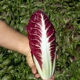 thumbnail image 1 of Radicchio Fiero F1 Organic Seed, 1 of 1